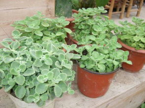 大蒜头泡水：种花新玩法