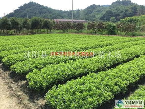 昆明苗木供应商电话揭秘