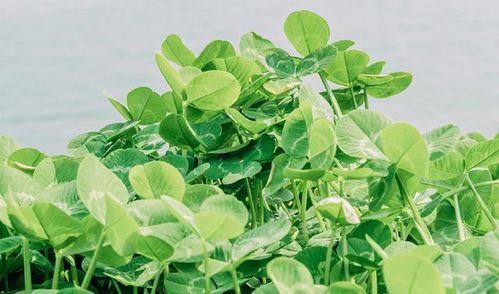 山黧豆繁殖力强，易成活
