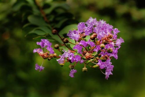 二、 两年生枝条开花花灌木的修剪