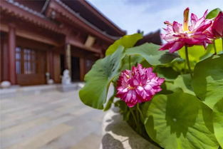 冬季植物冻死谜团大揭秘！