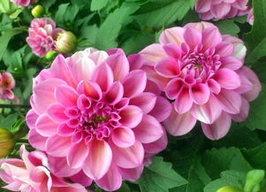 大丽花四季浇水技巧：畜牧养殖必备知识