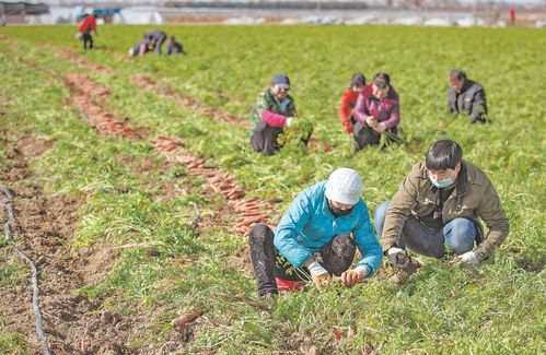 红萝卜种植方法是什么？如何提高产量