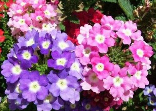 适合七月八月的花