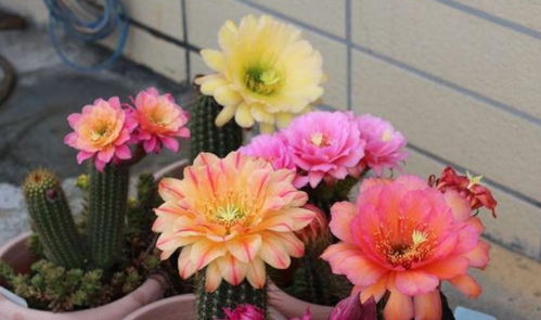 非洲菊根发芽的秘密