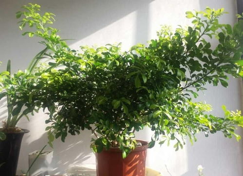 盆栽米兰花怎么养才能使其枝繁叶茂