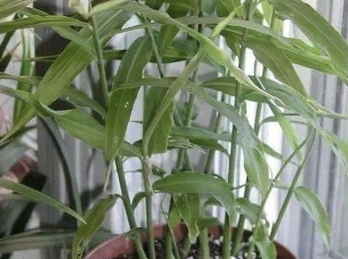 生姜盆栽种植，姜花如何绽放