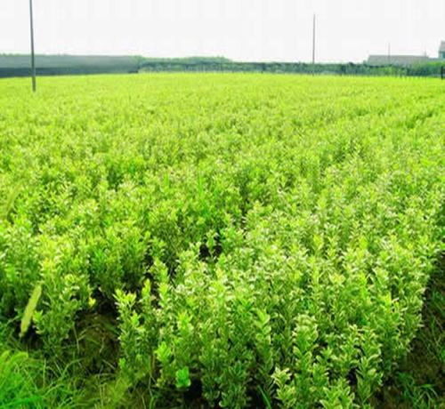 五、 情感小贴士：与大叶黄杨球的邂逅