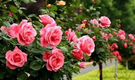 月季换盆后的缓苗难题，三步急救法揭秘！