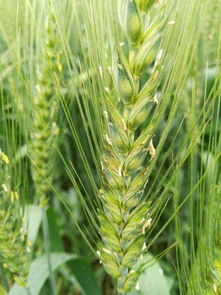 小麦赤霉病防治，老农的经验分享