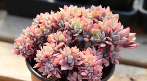 浇水， 也是一门学问