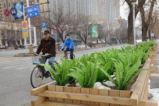 吉林街头绿化新招：油麦菜假花点缀