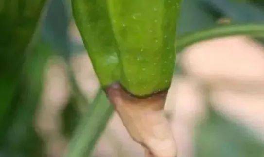 厕所养什么植物能去味？快速见效的方法有哪些