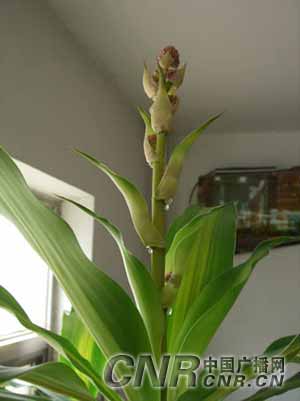 巴西木养护入门：如何让它茁壮成长