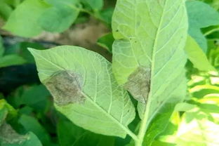 马铃薯的噩梦：病害的侵袭