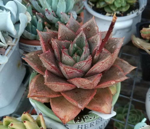 多肉植物种子如何播种？种子发芽需要什么条件