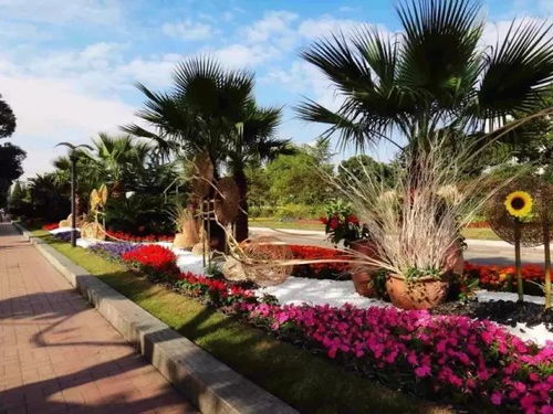 园林花坛的打造与雪松的搭配技巧