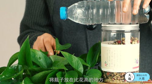 如何科学管理养护技巧，让瓶子草快速生长培育出大瓶子