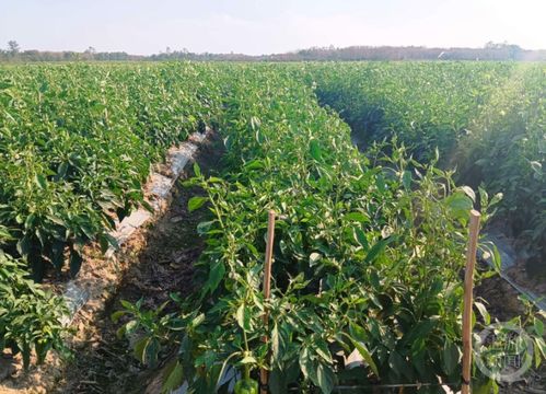区农业局助力扁豆种植户解决滞销难题