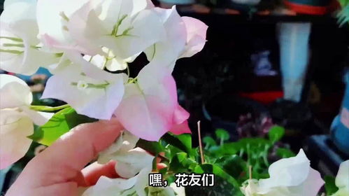 三叶梅修剪最佳时间是什么时候？有哪些修剪技巧需要注意