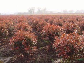 价格揭秘：70元/株， 大小不同价格各异