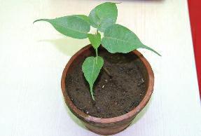 菩提树的繁殖与栽培