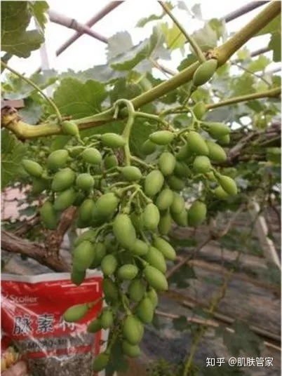 朱砂根落果问题解析：剪枝与防治策略大揭秘