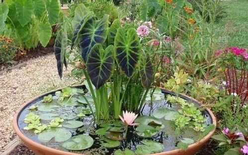 6. 水竹芋——多彩的池塘