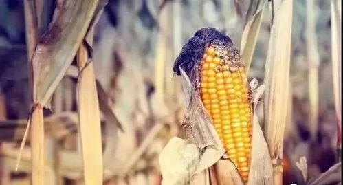 小麦收割后 玉米迎来除草高峰