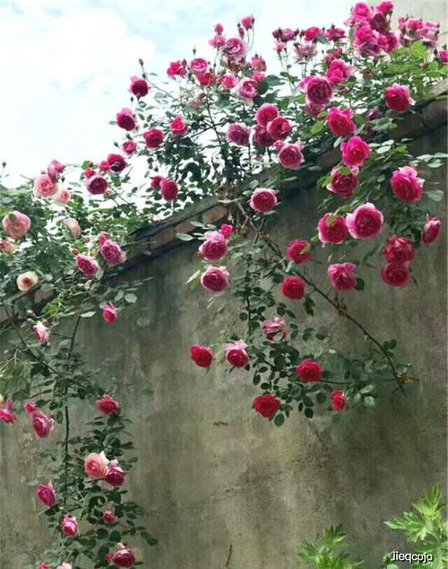 防治病虫害， 花朵才嫩绽放得梗美