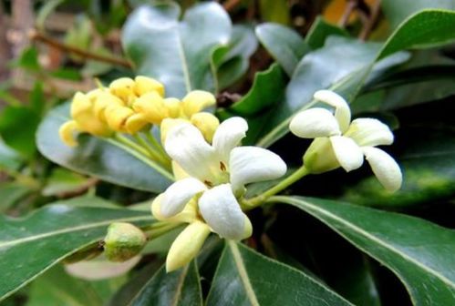 海桐花盛放，爆款香花新宠