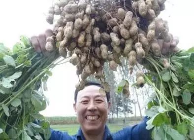 花生与大豆一起种植合适吗？