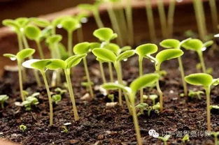种子与土壤的奇妙旅程