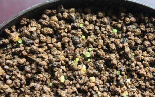 种子选采，讲究多