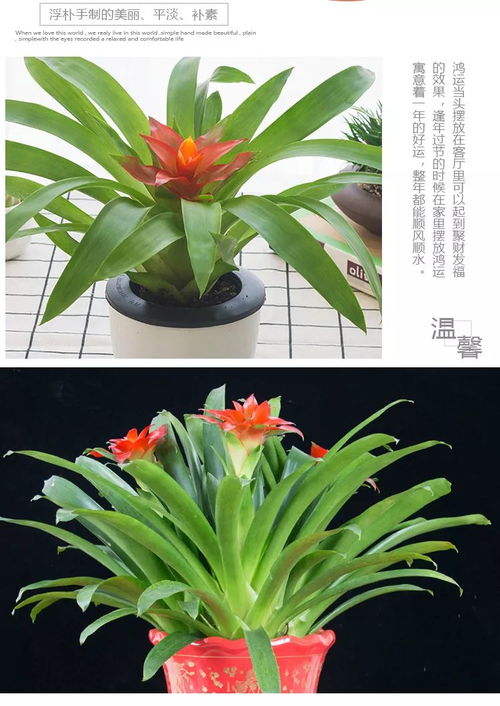 “红星凤梨分株，第一步是……