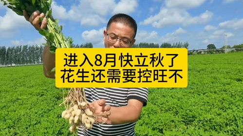 花生控旺，秋后的重要决策