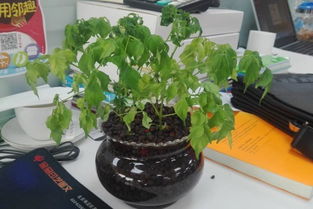 蝴蝶花根部烂了怎么救？