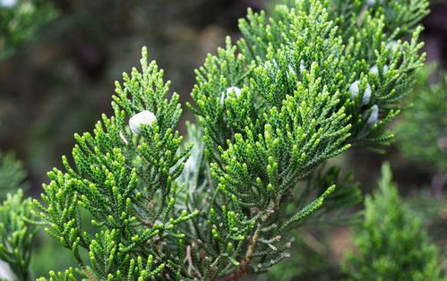 柏树的形态与用途