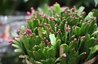 1. 蟹爪兰的“绽放时刻”