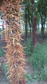 贪便宜买陈年种子