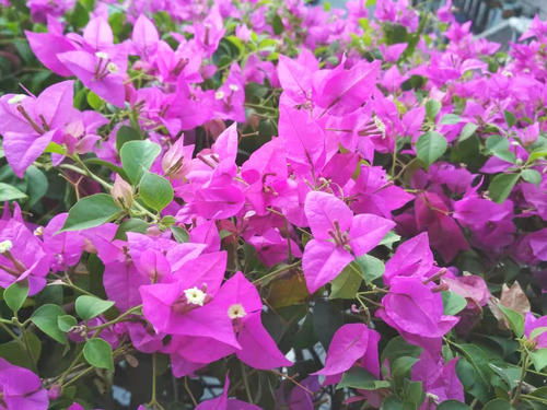 紫色三角梅品种盘点