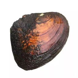 珍珠蚌孕育珍珠的秘密，开启海洋养殖新篇章