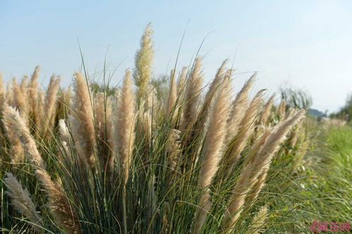 野花品种， 护坡固土两不误