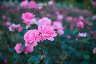 土壤，得有点园土