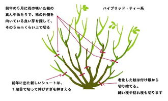 剪完后 别忘了美美的红钻