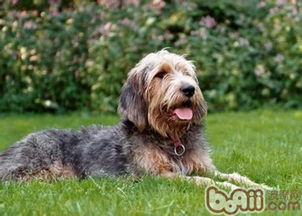 阿维菌素，广谱驱虫药