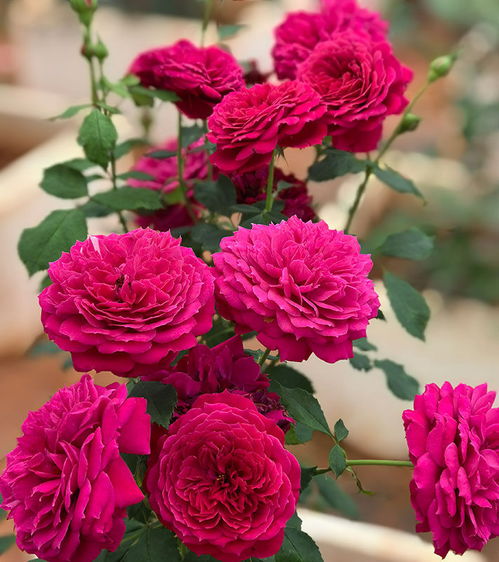 月季品种， 花痴的宝贝