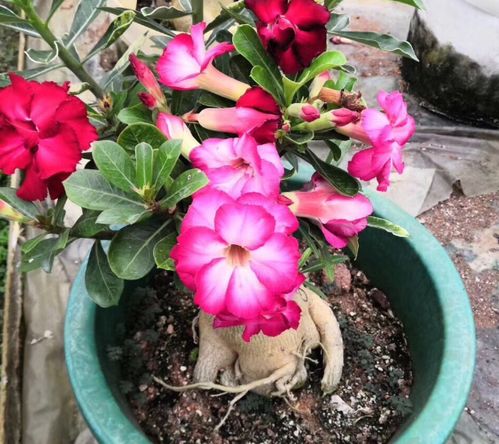 米兰要怎么施肥才能开花？开花后如何保持花朵鲜艳