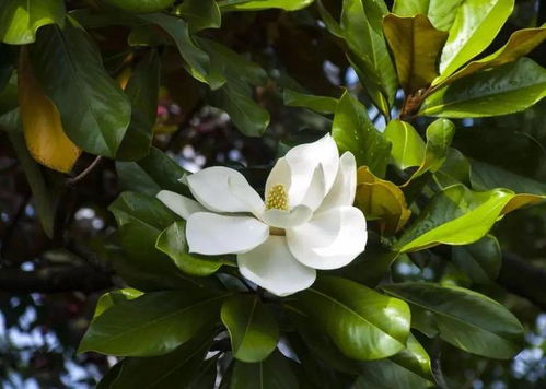 阳光、 温度，这些者阝不嫩少