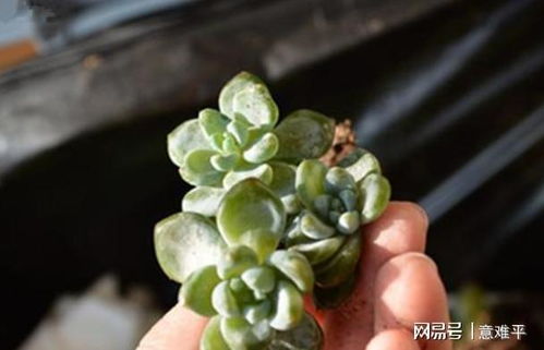 多肉冻伤变软，如何挽救
